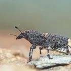 Grosser Breitrüssler (Platyrhinus Resinosus) - L'Anthribe-bois vermoulu ...