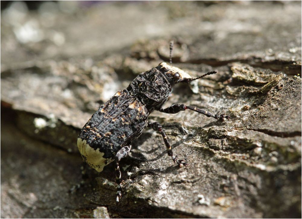 Großer Breitrüssler (Platyrhinus resinosus) Weibchen