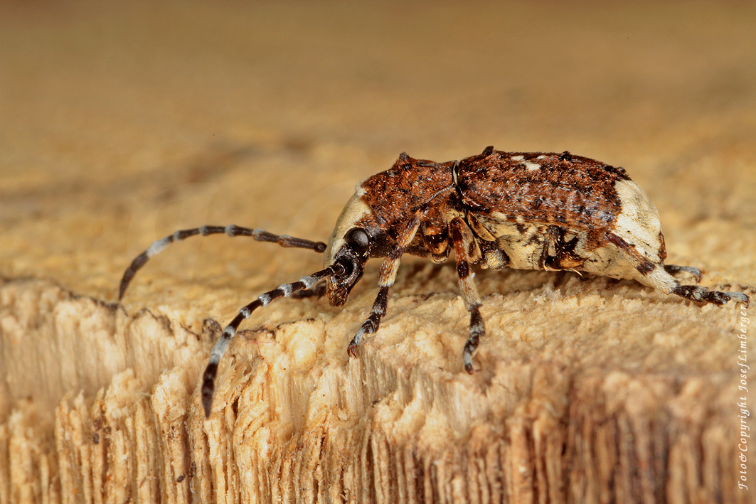 Großer Breitrüssler (Platystomos albinus) C. Josef Limberger   