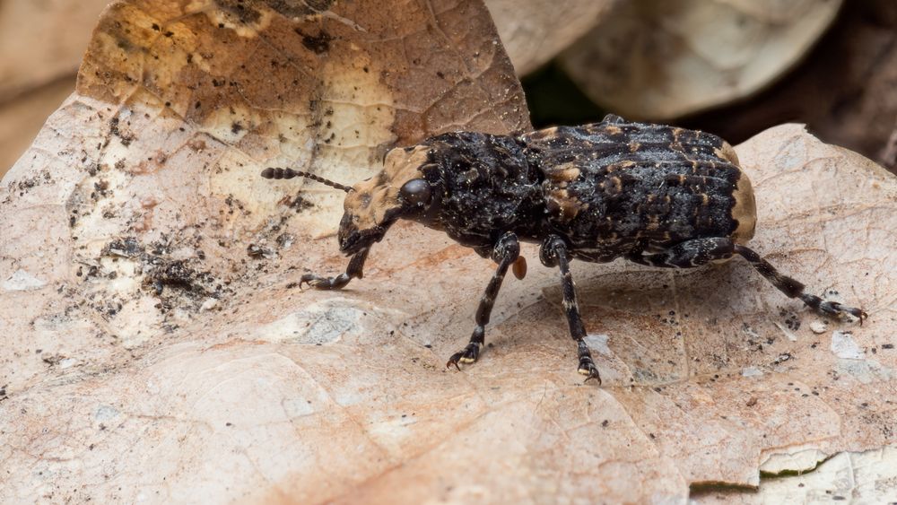 Großer Breitrüßler (Tropideres albirostris) 