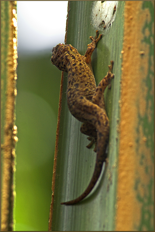Großer Bronze-Gecko