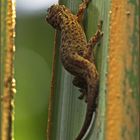 Großer Bronze-Gecko