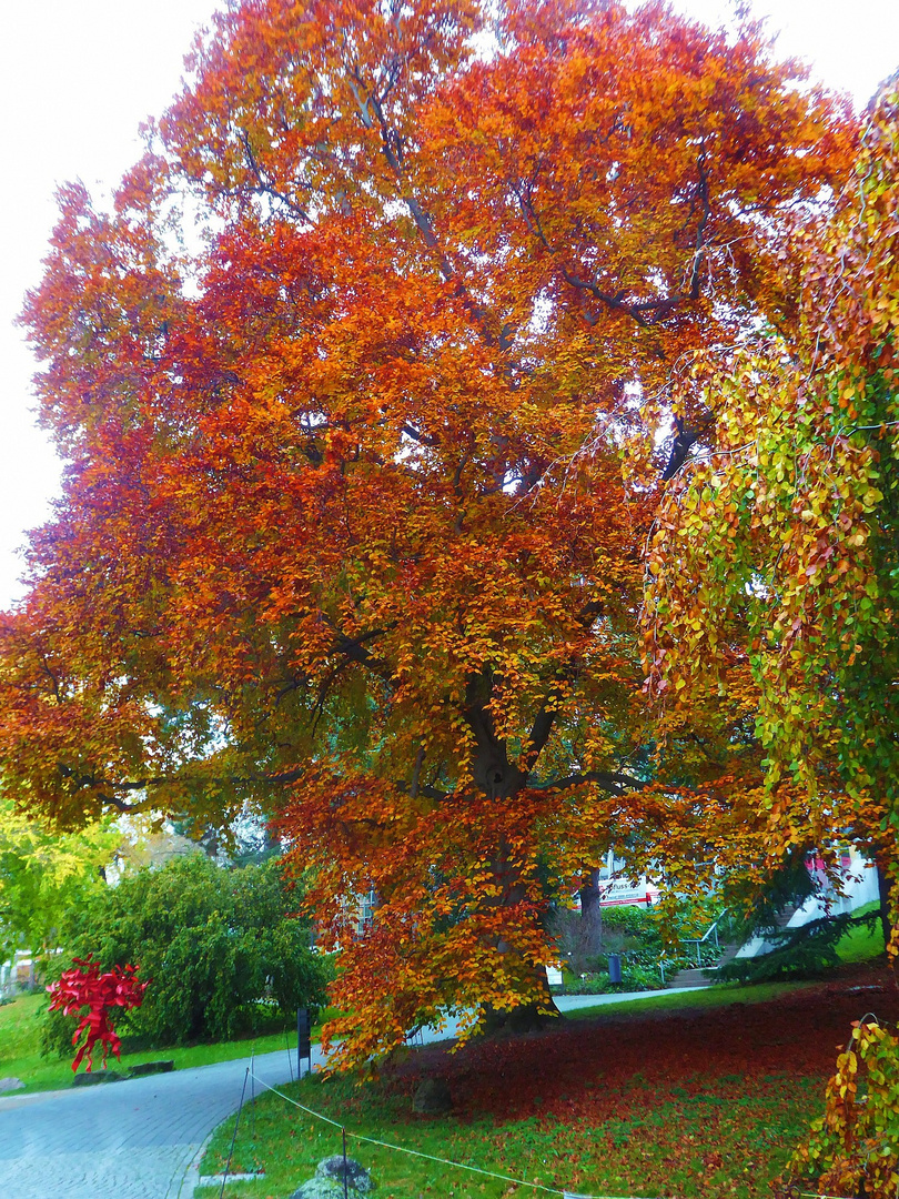 großer bunter Herbstbaum Anf. November 2022