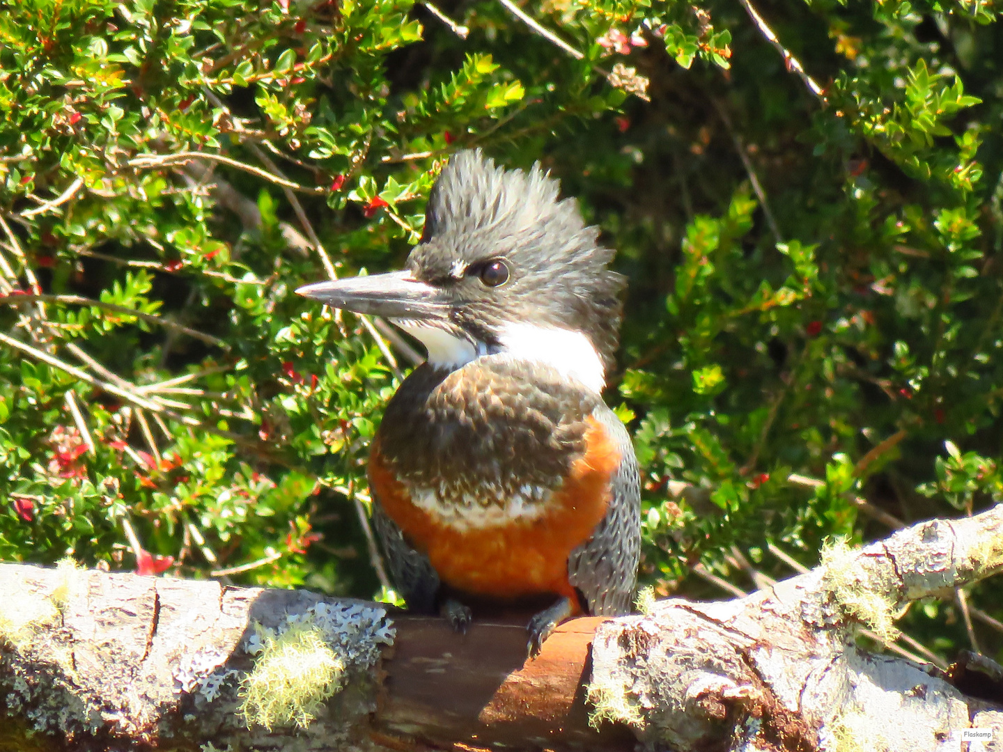 Großer chilenischer Eisvogel .......