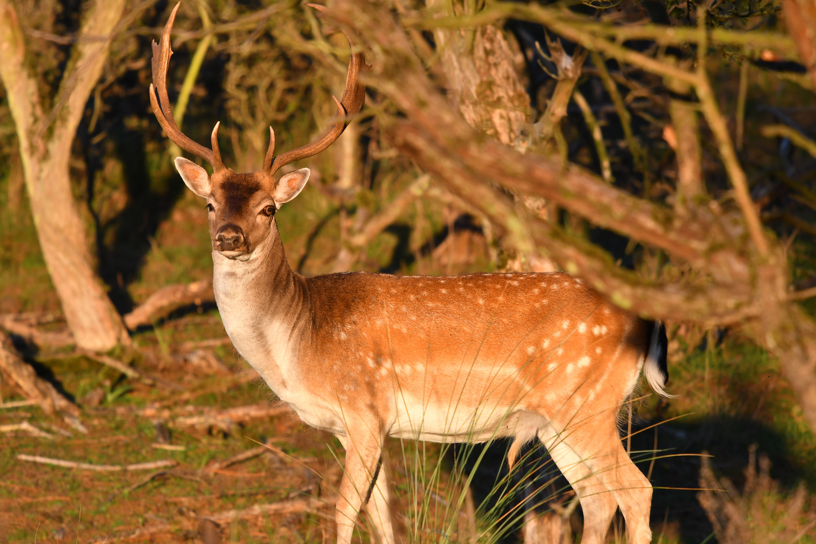 Grosser Damhirsch im Abendlicht