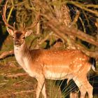 Grosser Damhirsch im Abendlicht