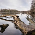 Großer De Wittsee im Naturpark Schwalm-Nette