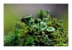 großer Dschungel im kleinen Wald