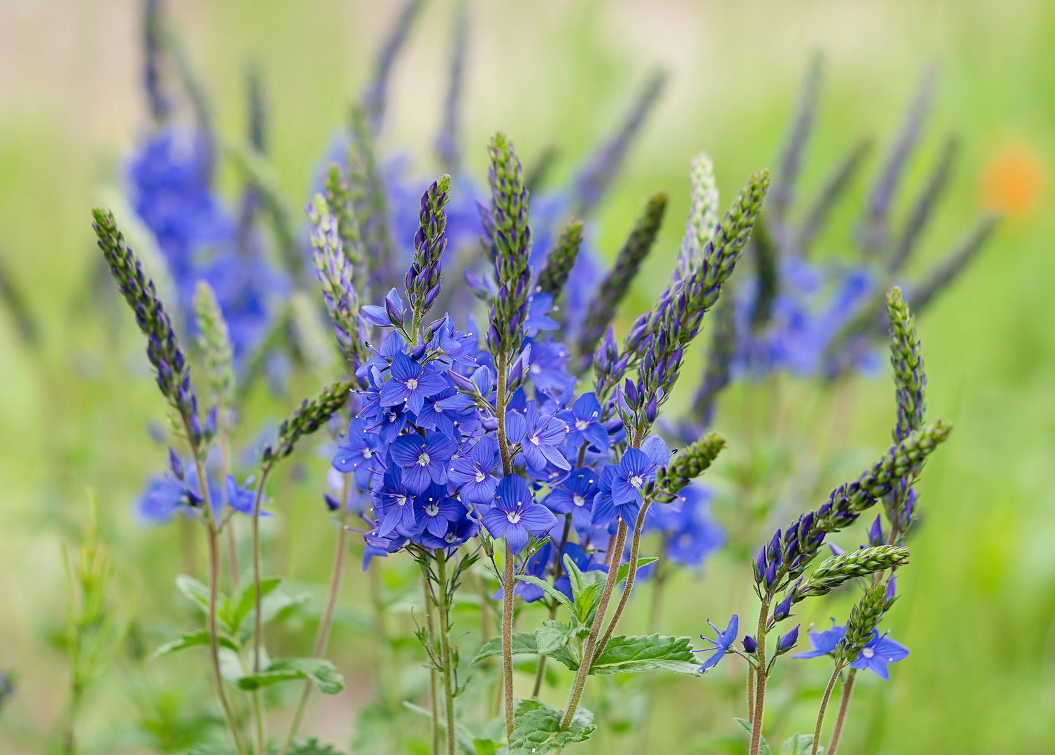 Großer Ehrenpreis Foto & Bild pflanzen, pilze & flechten, blüten