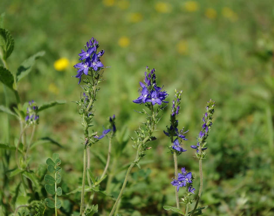 Großer Ehrenpreis Foto & Bild pflanzen, pilze & flechten, blüten