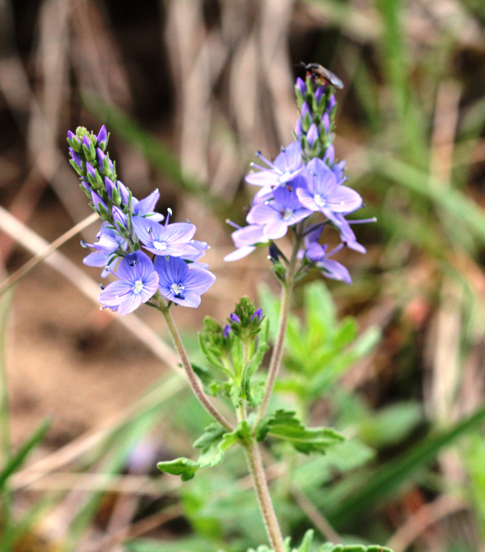 Großer Ehrenpreis (Veronica teucrium)