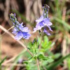 Großer Ehrenpreis (Veronica teucrium)