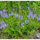 Großer Ehrenpreis (Veronica teucrium)