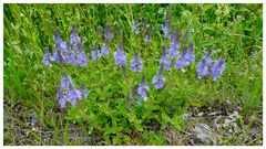 Großer Ehrenpreis (Veronica teucrium)