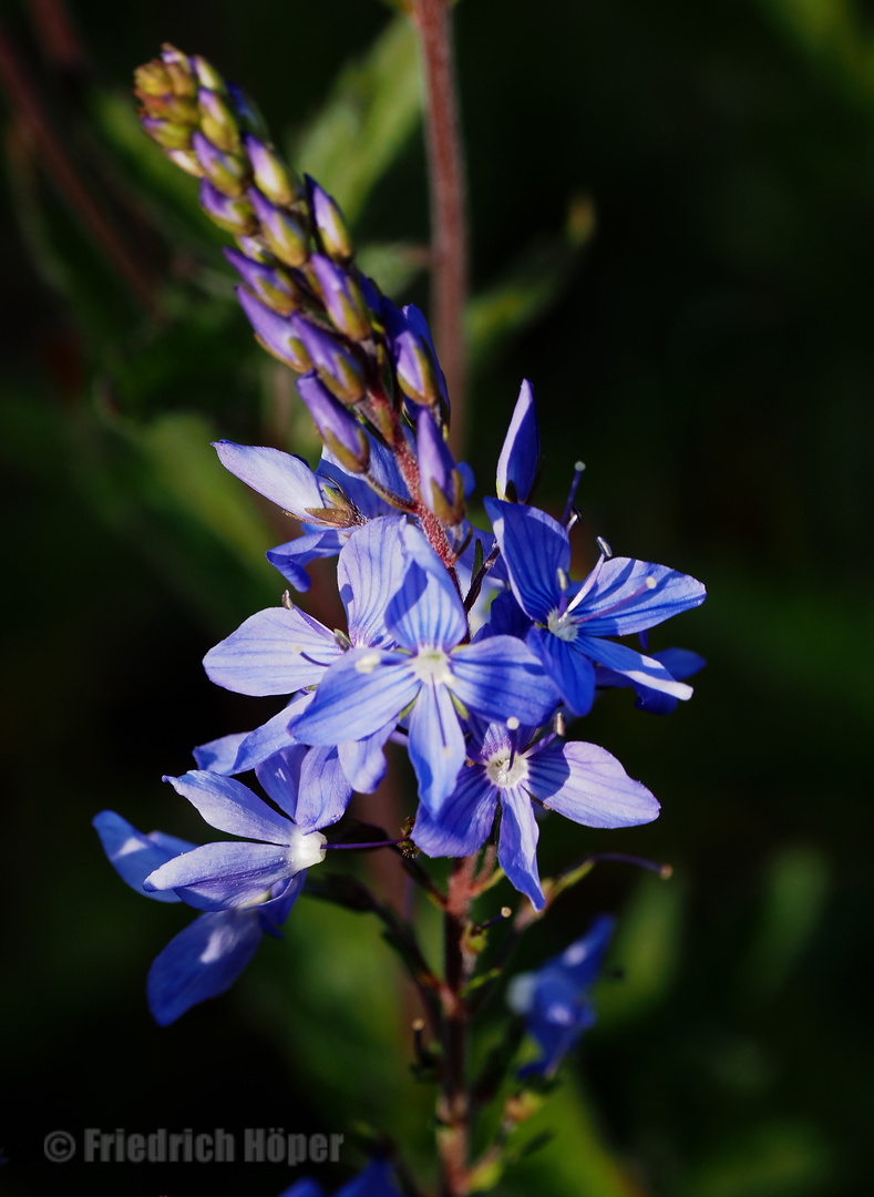 Großer Ehrenpreis (Veronica teucrium) Foto & Bild pflanzen, pilze