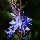 Großer Ehrenpreis (Veronica teucrium)