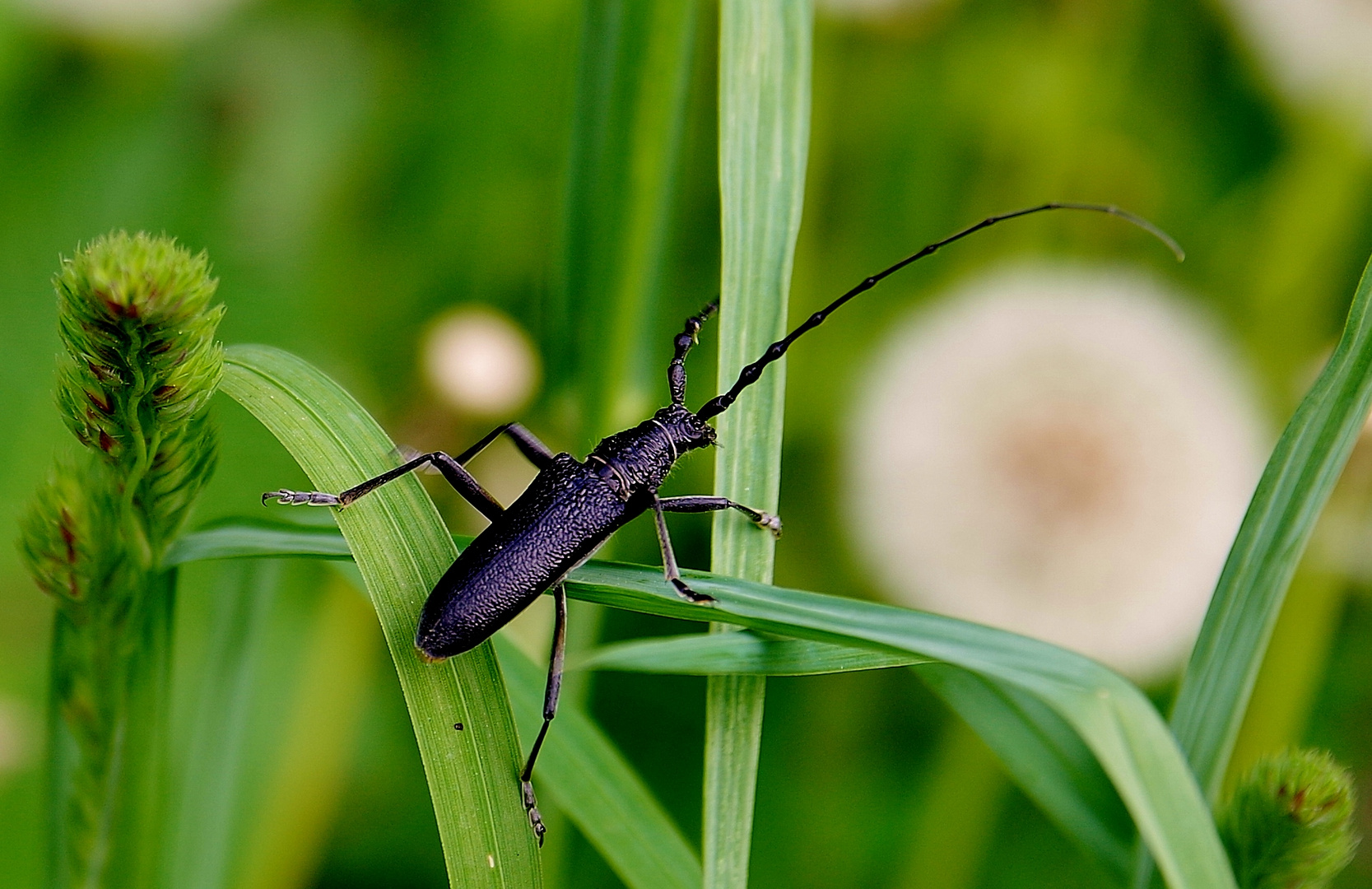 Großer Eichbock Käfer Makro