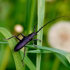 Großer Eichbock Käfer Makro