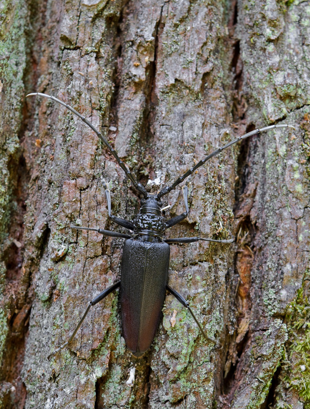 Großer Eichenbock