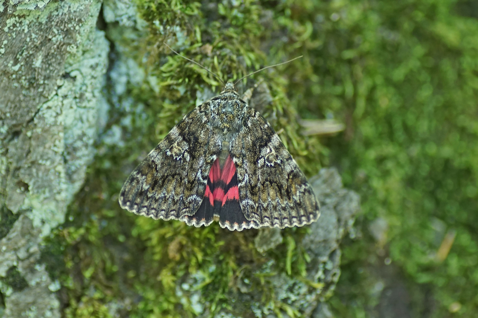 Großer Eichenkarmin (Catocala sponsa)