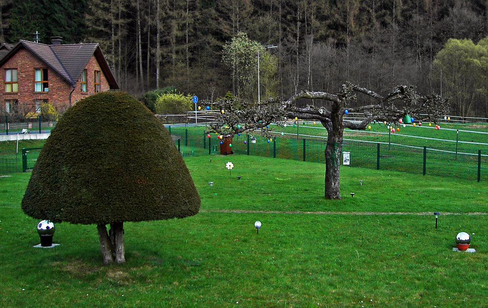 Großer Eierbaum