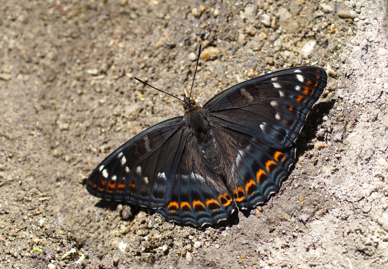 Großer Eisvogel