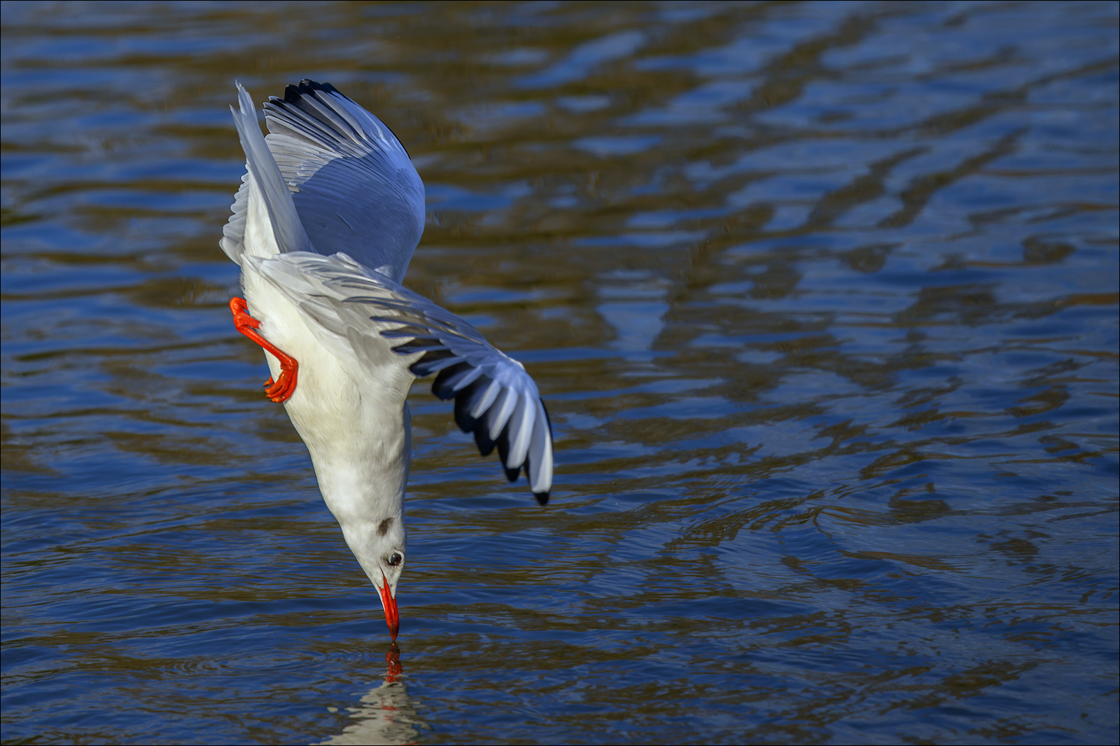 Grosser Eisvogel :-)