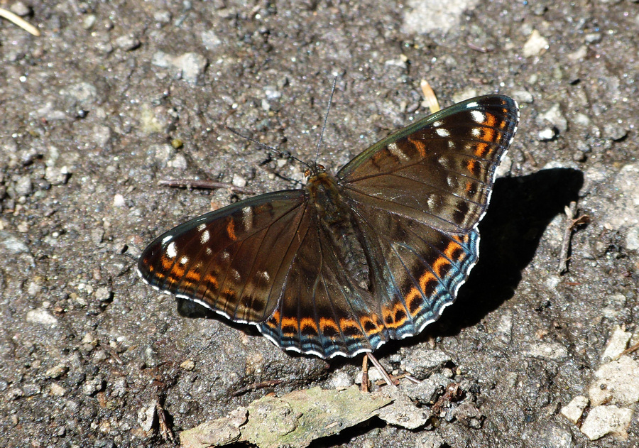 Großer Eisvogel