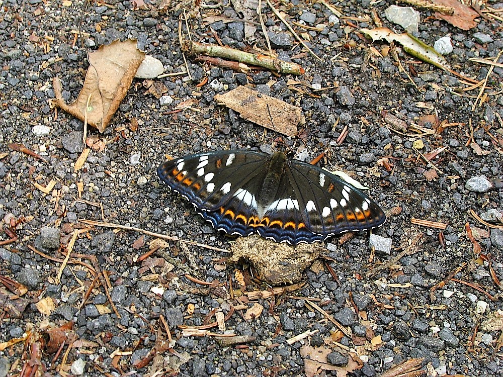 Großer Eisvogel 