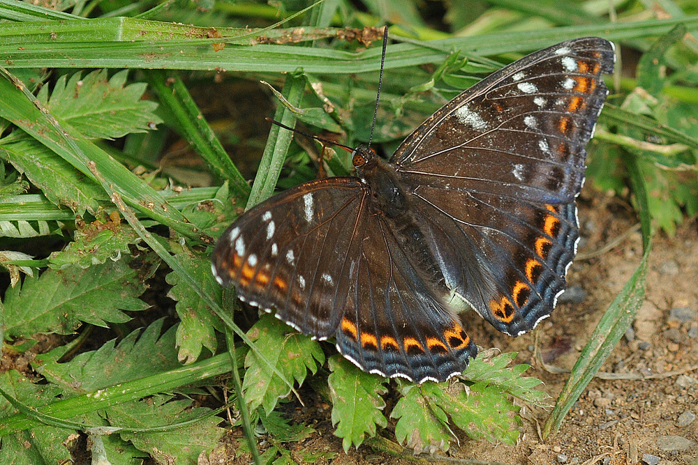 Großer Eisvogel am Waldbachufer 01