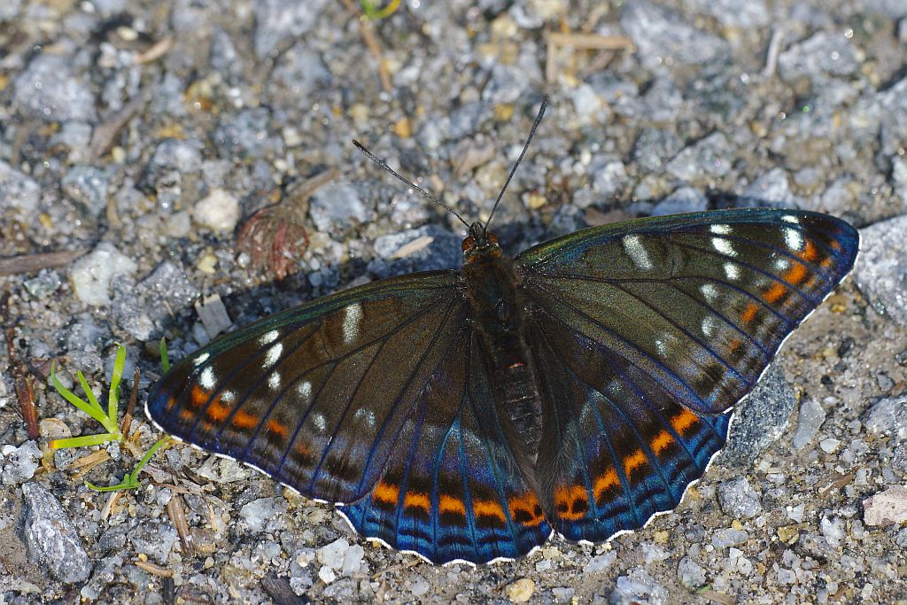 großer eisvogel