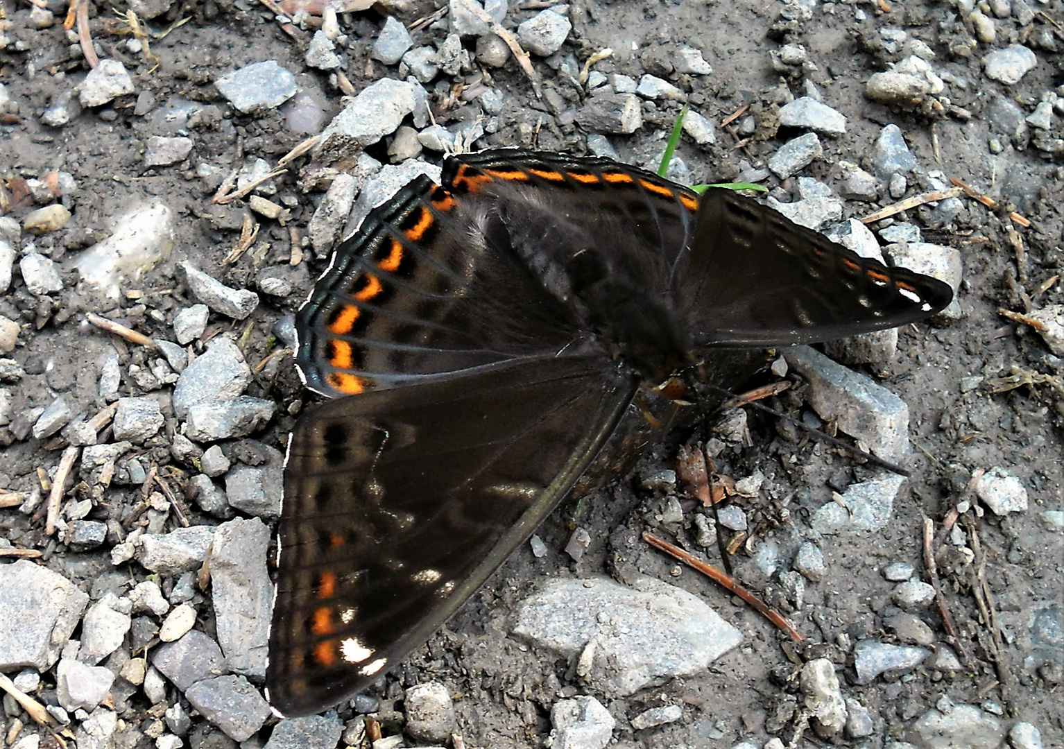 Großer Eisvogel