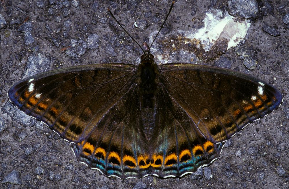 Großer Eisvogel