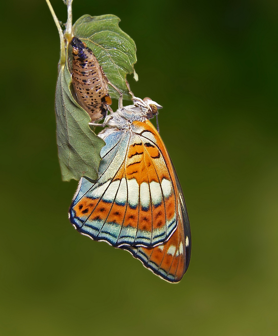 Großer Eisvogel (Limenitis populi)