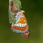 Großer Eisvogel (Limenitis populi)