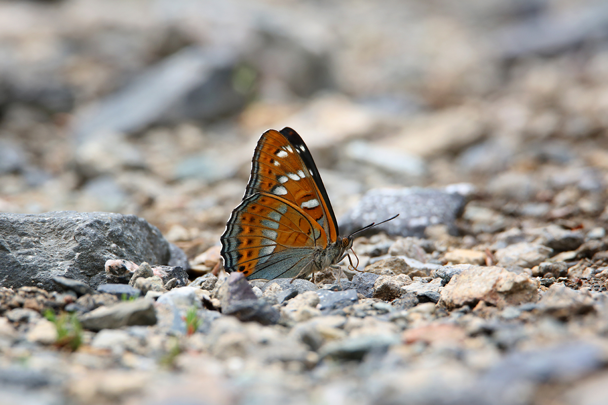 Großer Eisvogel - Limenitis populi