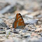 Großer Eisvogel - Limenitis populi