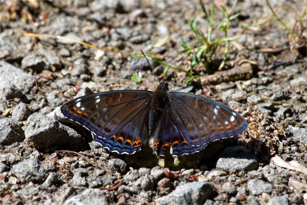  Großer Eisvogel (Limenitis populi)