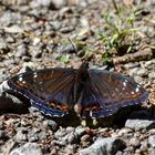  Großer Eisvogel (Limenitis populi)