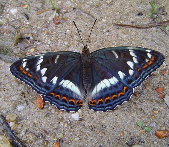 Großer Eisvogel (Limenitis populi)