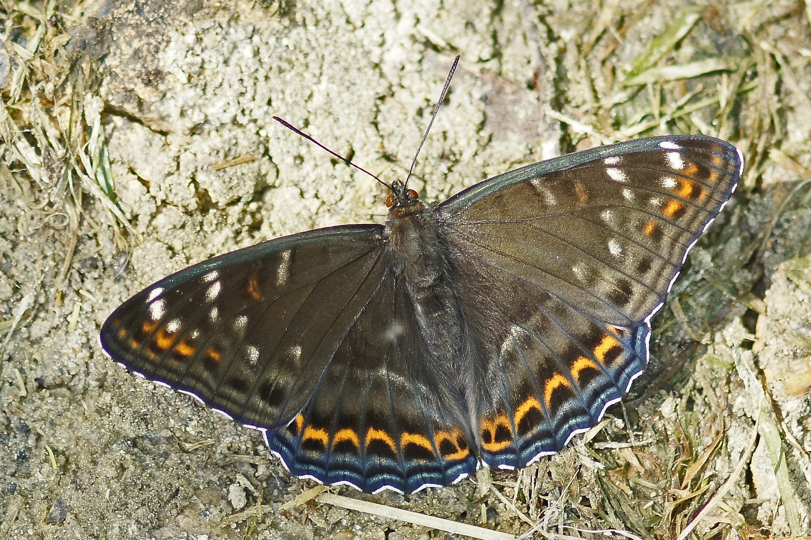 Großer Eisvogel (Limenitis populi f.tremulae), Männchen