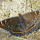 Großer Eisvogel (Limenitis populi f.tremulae), Männchen