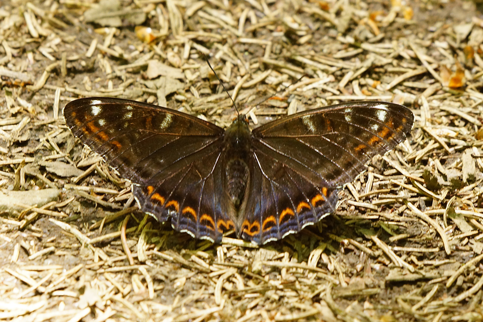 Großer Eisvogel - Limenitis populi (M)