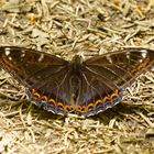 Großer Eisvogel - Limenitis populi (M)