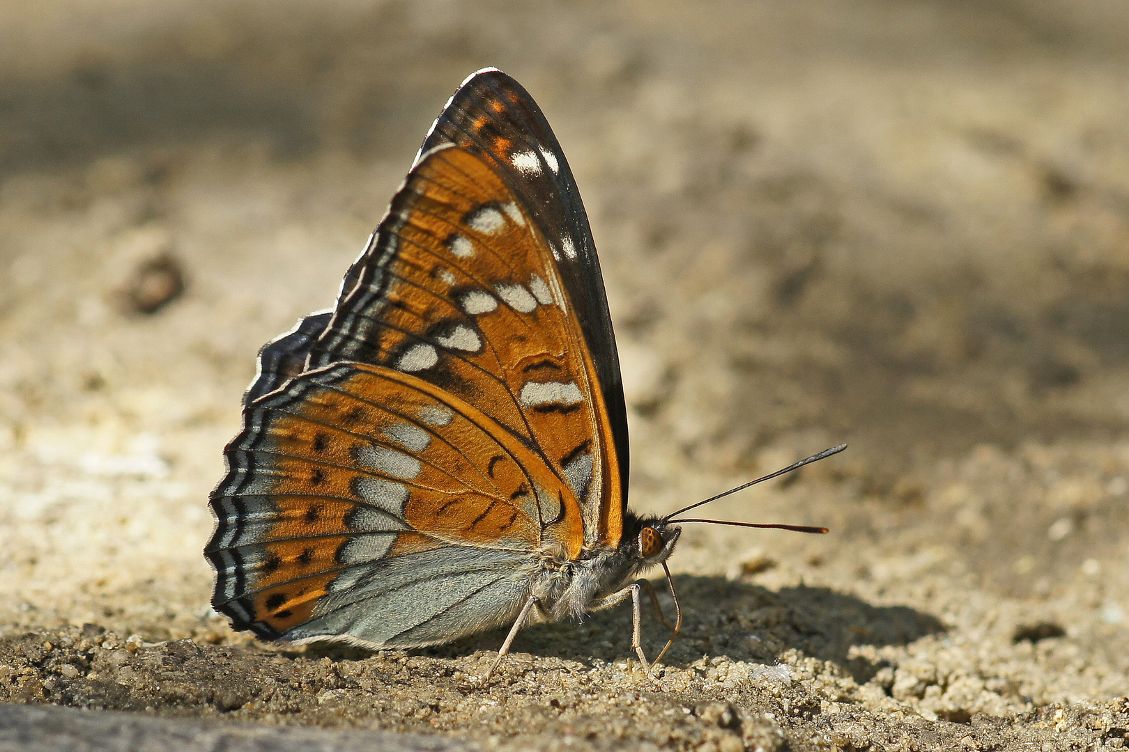 Großer Eisvogel (Limenitis populi), Männchen