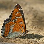 Großer Eisvogel (Limenitis populi), Männchen