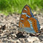 Großer Eisvogel, Limenitis populi, Poplar Admiral, männlicher Falter