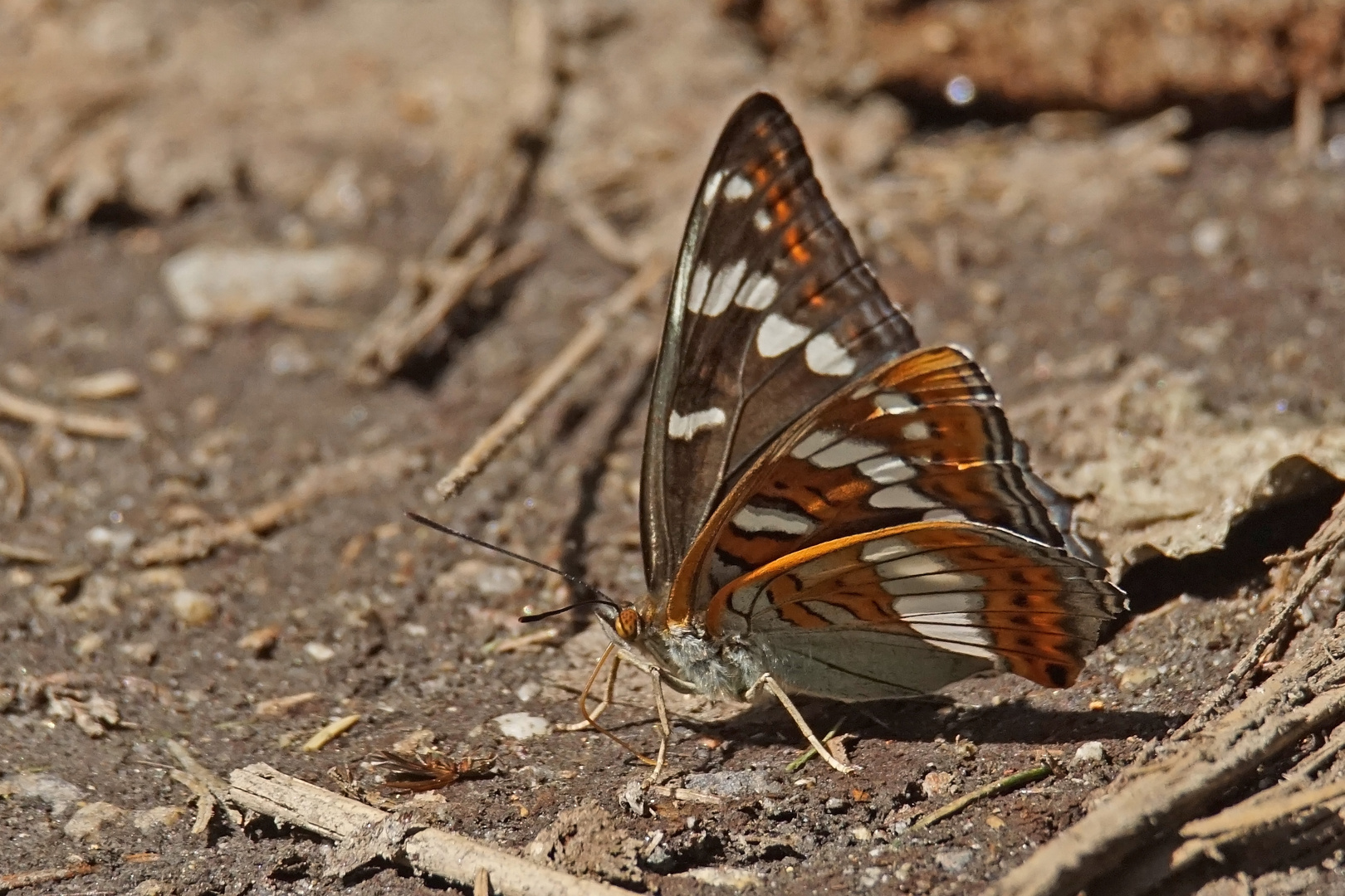 Großer Eisvogel (Limenitis populi), Weibchen