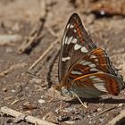 Großer Eisvogel (Limenitis populi), Weibchen