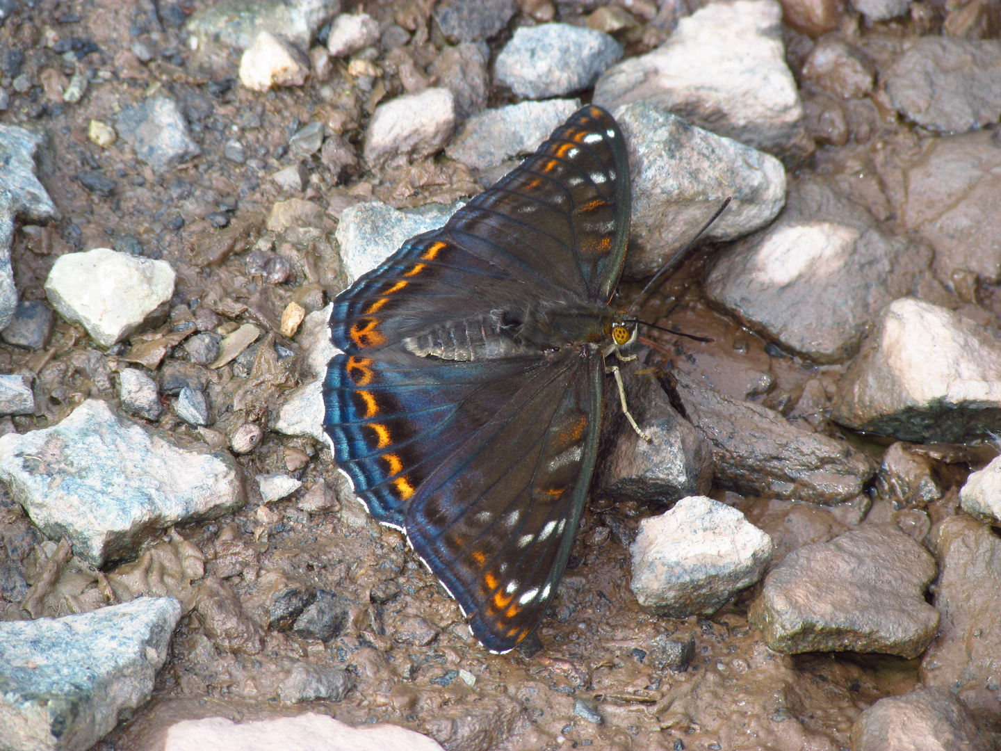 Grosser Eisvogel, Limenitis pupuli, PoplarAdmiral saugt an feuchter Walderde